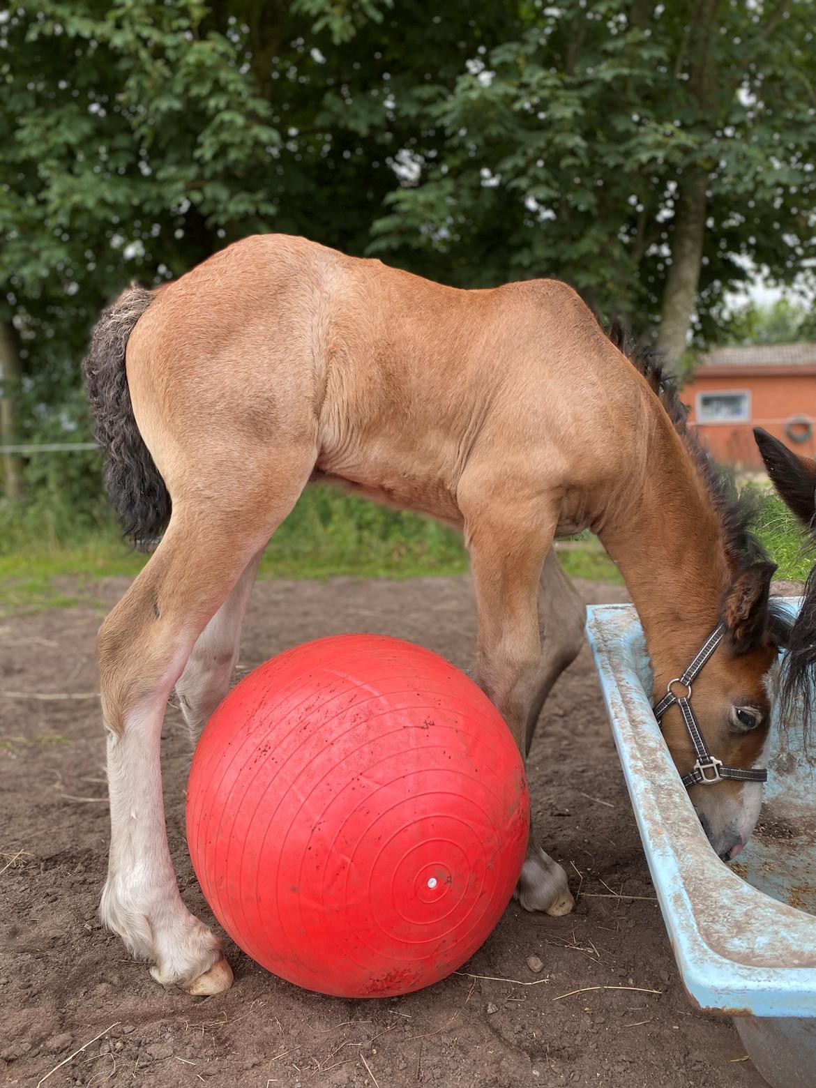 Drumhorse Lærkegaarden’s Great Phoenix billede 18