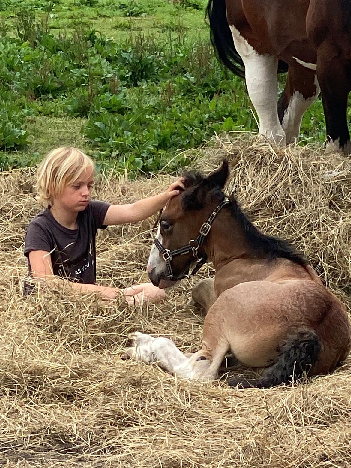 Drumhorse Lærkegaarden’s Great Phoenix billede 20