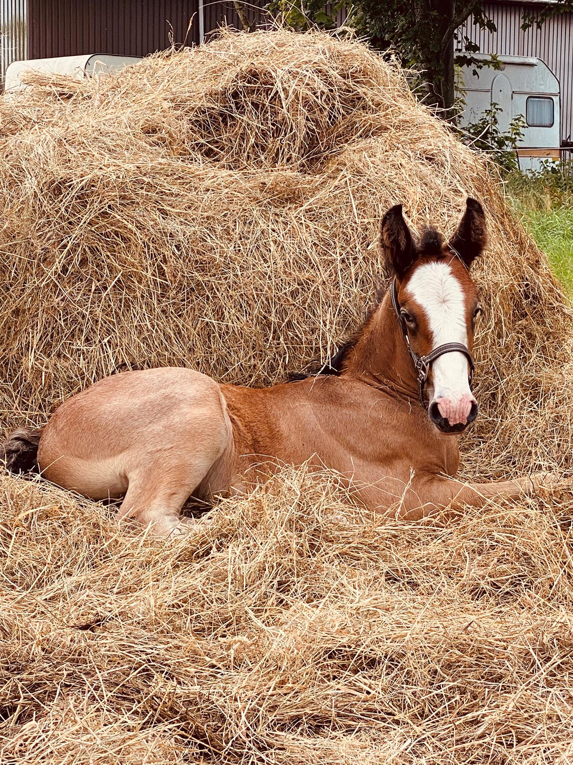 Drumhorse Lærkegaarden’s Great Phoenix billede 19