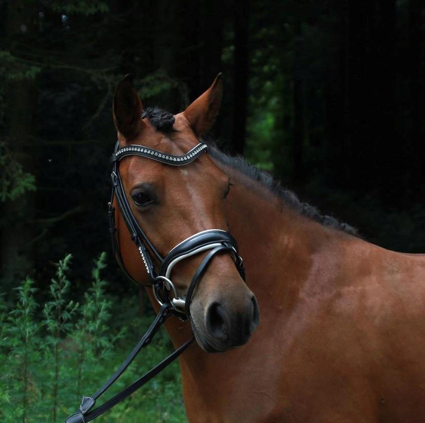 Gotlandsruss Kallestrups inaya o'shar billede 10