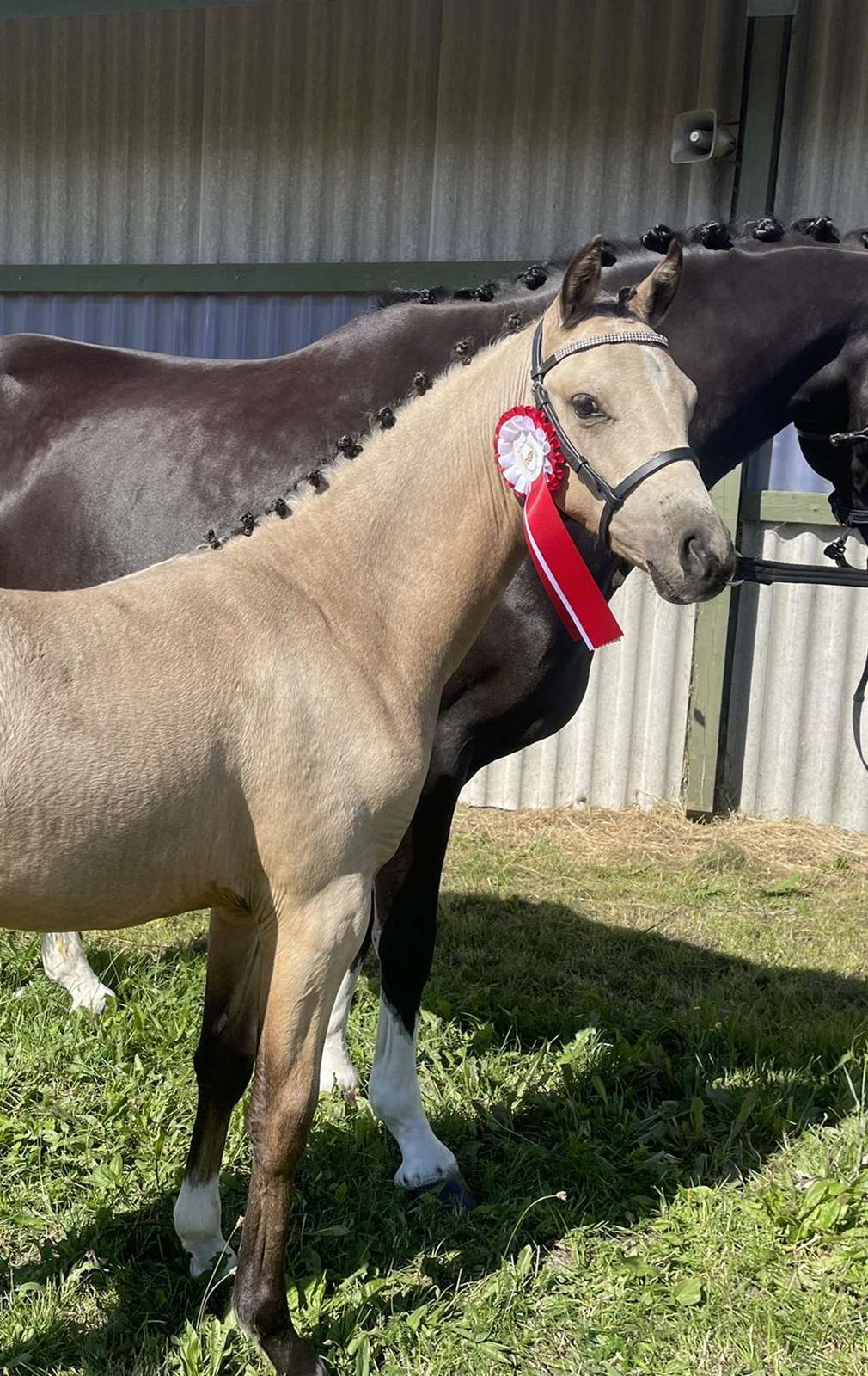 Welsh Partbred (Sec F) Struntze's Real Passion  billede 28