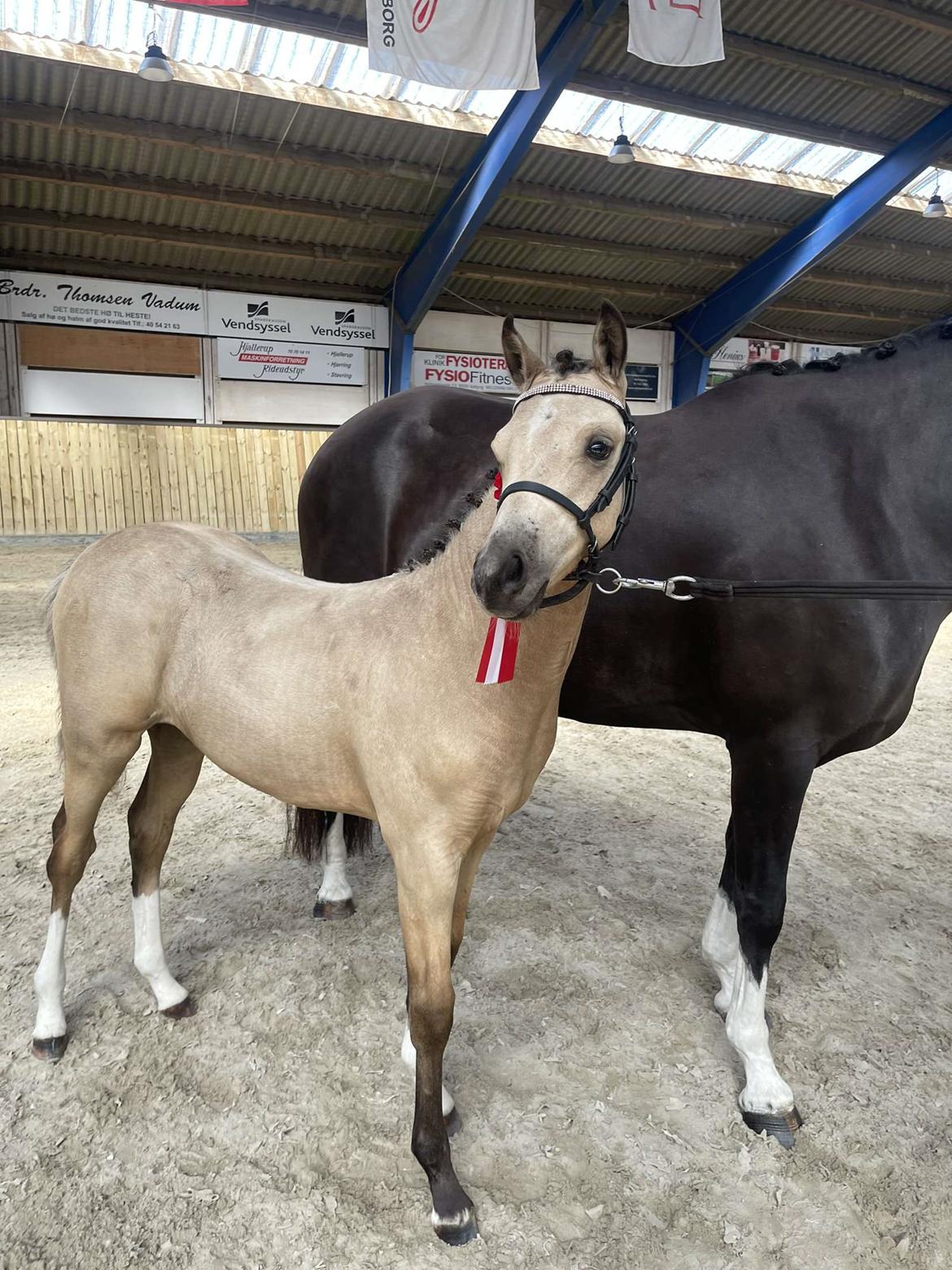 Welsh Partbred (Sec F) Struntze's Real Passion  billede 26