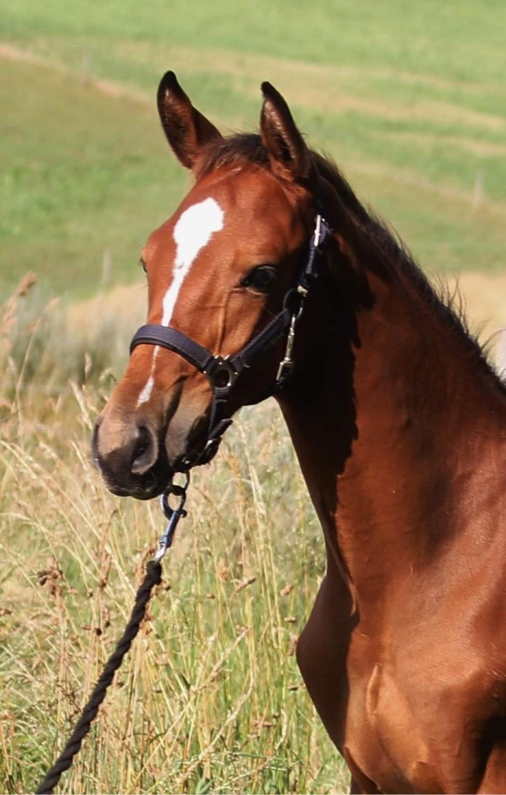 Dansk Varmblod Cornetti N.G.M billede 17