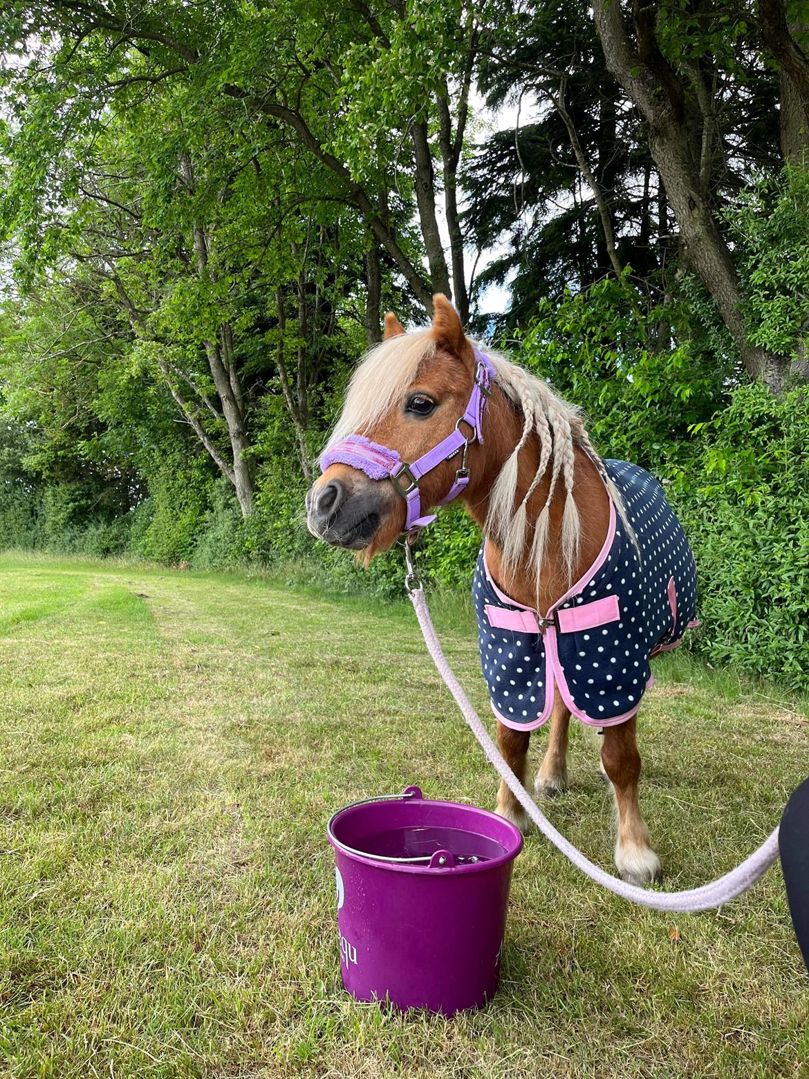 Shetlænder Birkelund,s Como billede 6