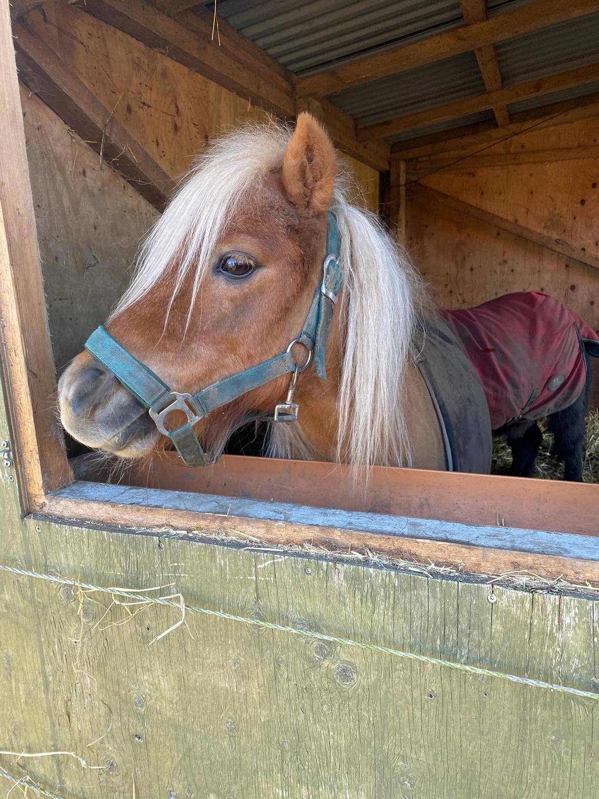 Shetlænder Birkelund,s Como billede 7