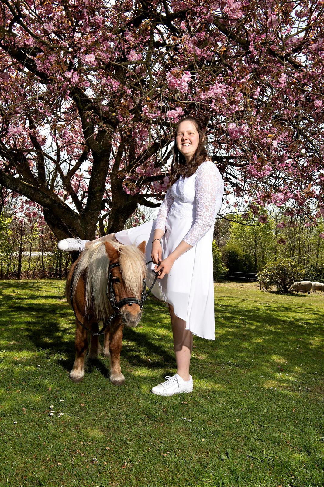 Shetlænder Birkelund,s Como billede 8