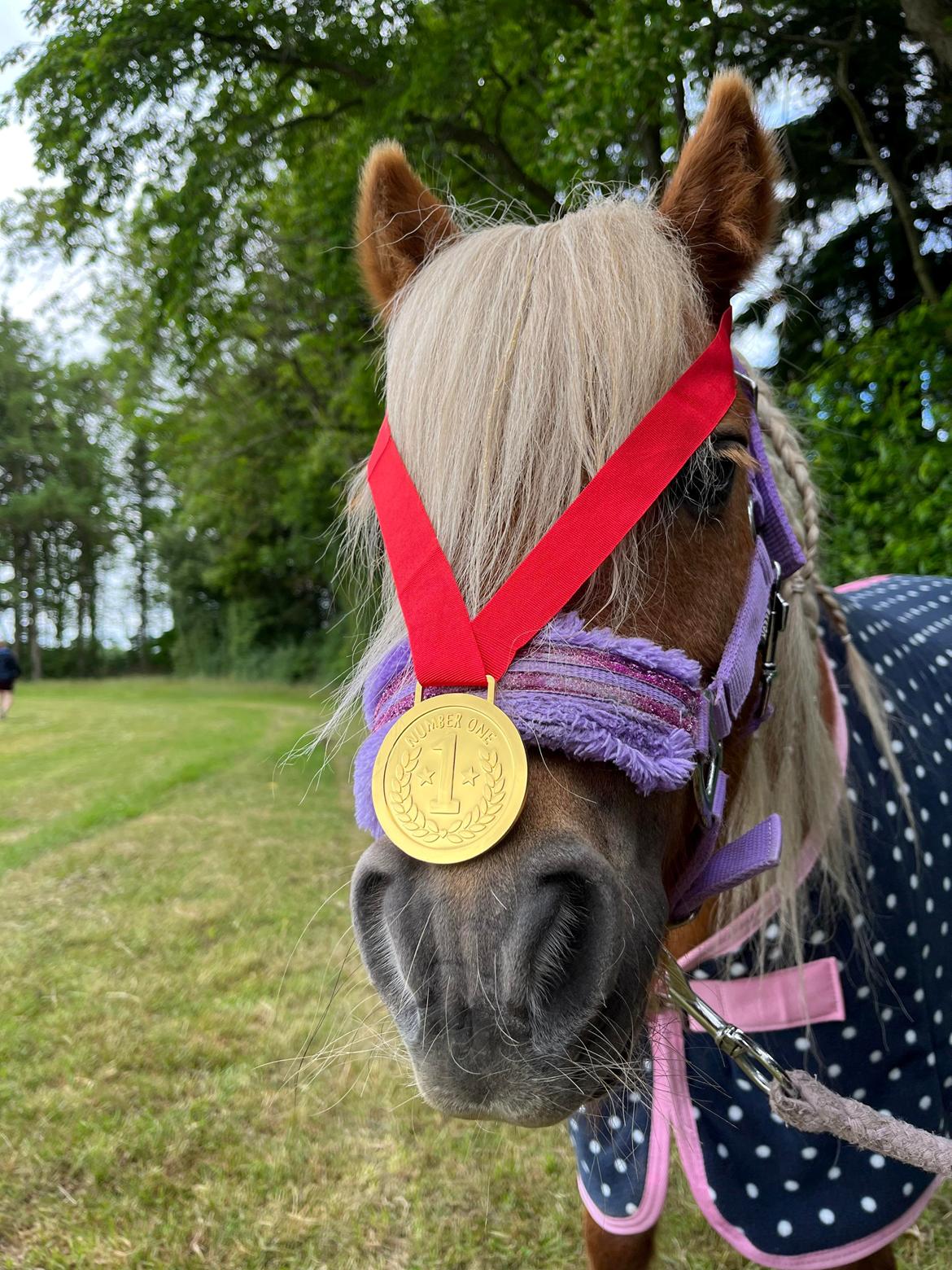 Shetlænder Birkelund,s Como billede 9