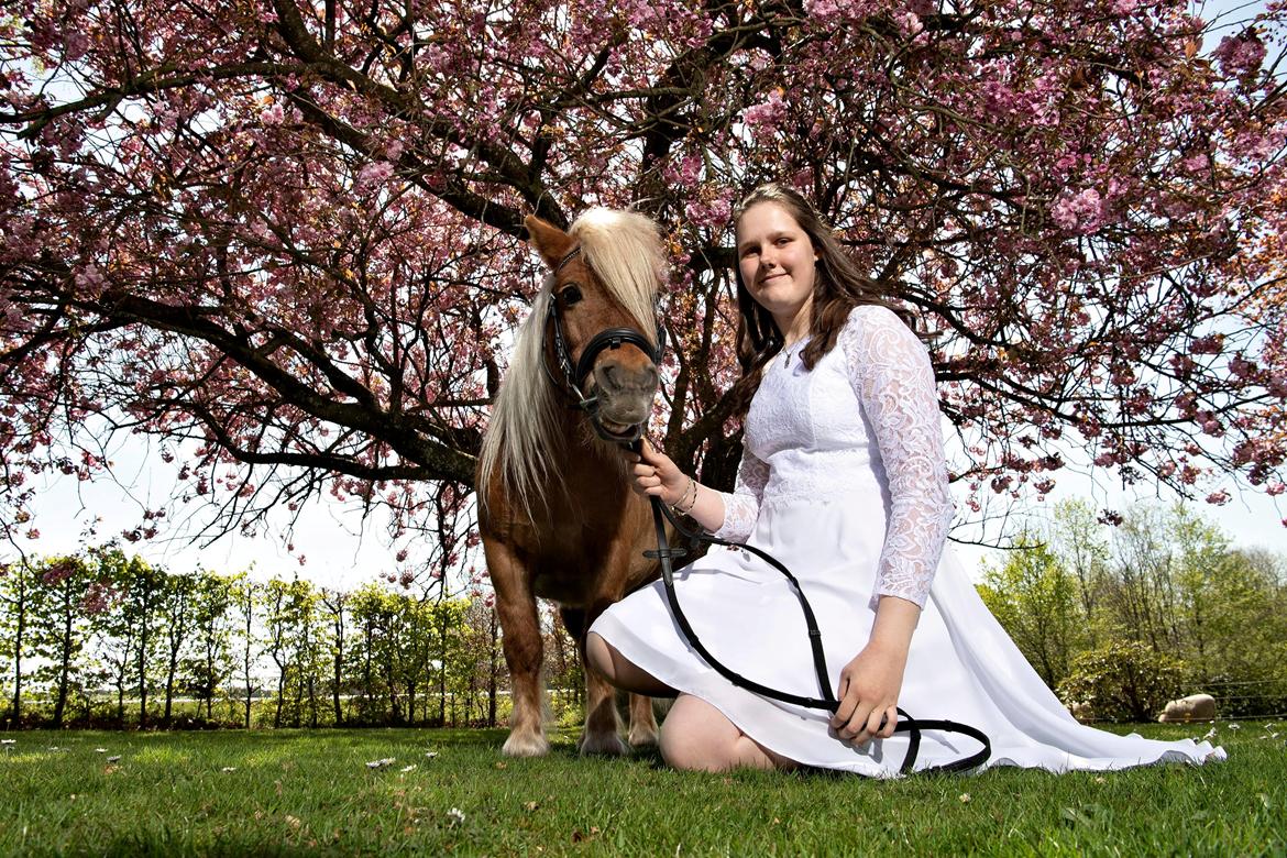 Shetlænder Birkelund,s Como billede 10