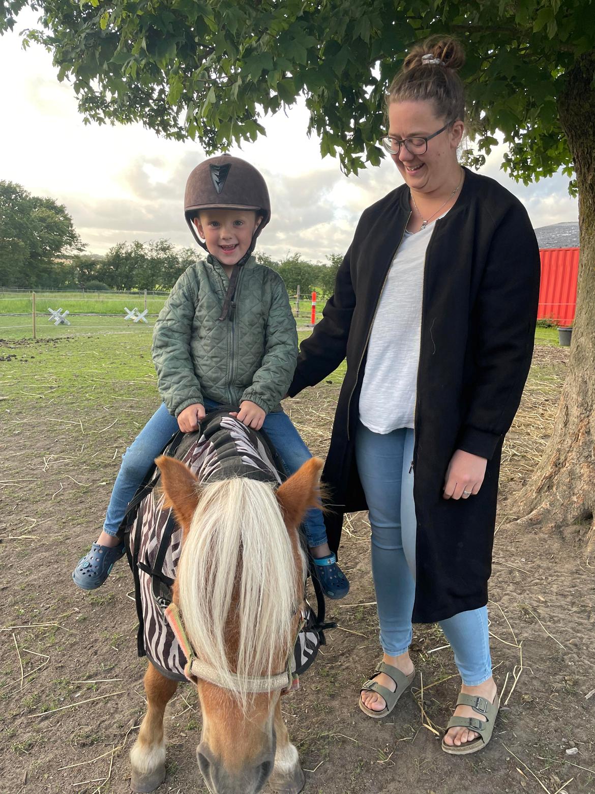 Shetlænder Birkelund,s Como billede 11