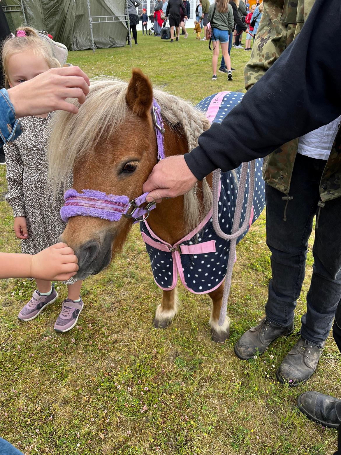 Shetlænder Birkelund,s Como billede 12