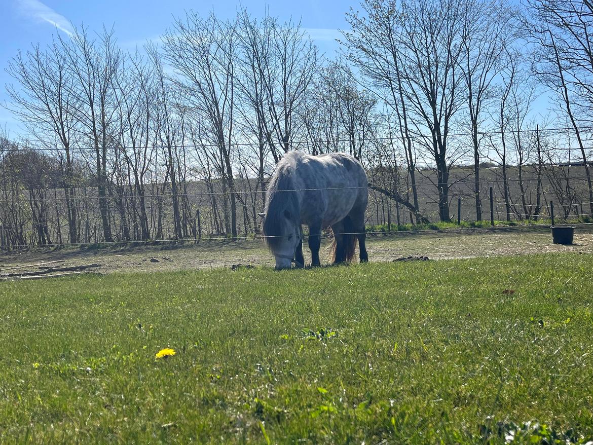 Shetlænder Møllegården,s Diana billede 2