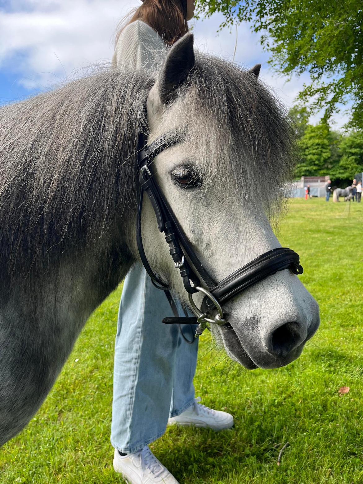 Shetlænder Møllegården,s Diana billede 5