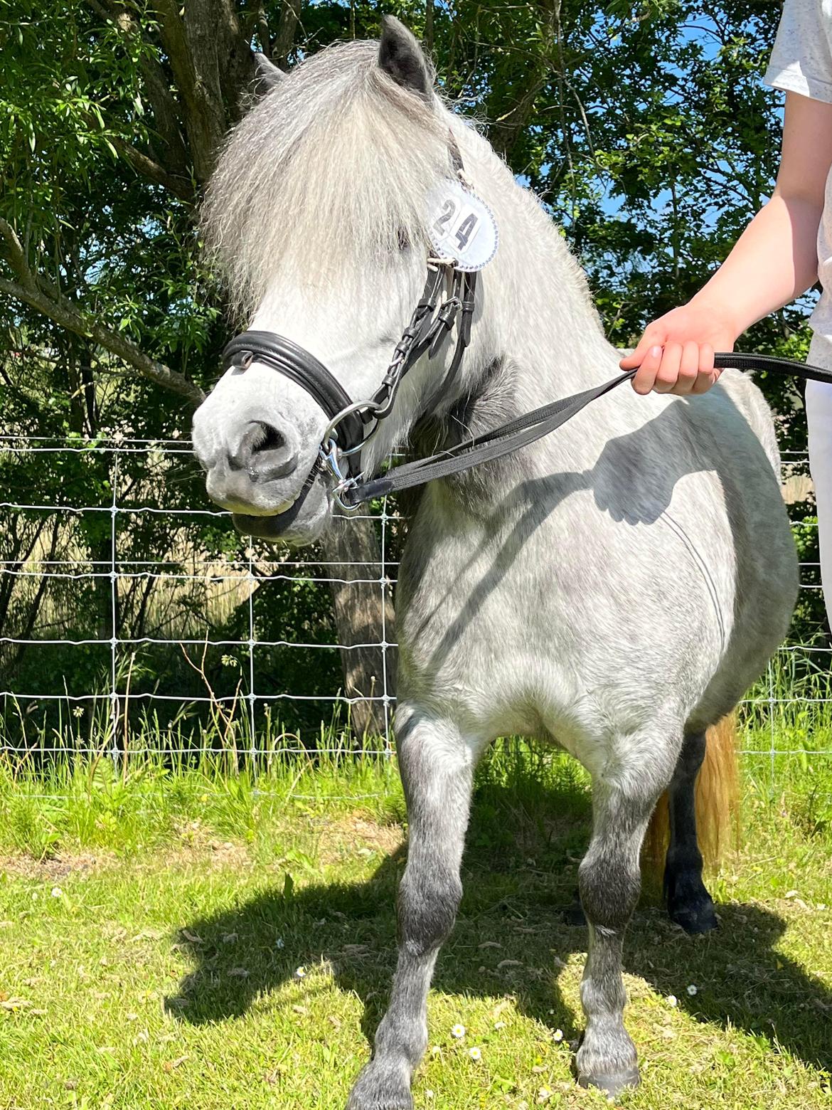 Shetlænder Møllegården,s Diana billede 6