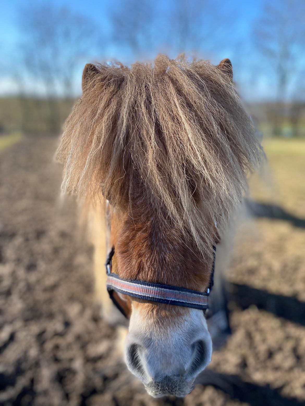 Shetlænder Mischa Van Florisland billede 6