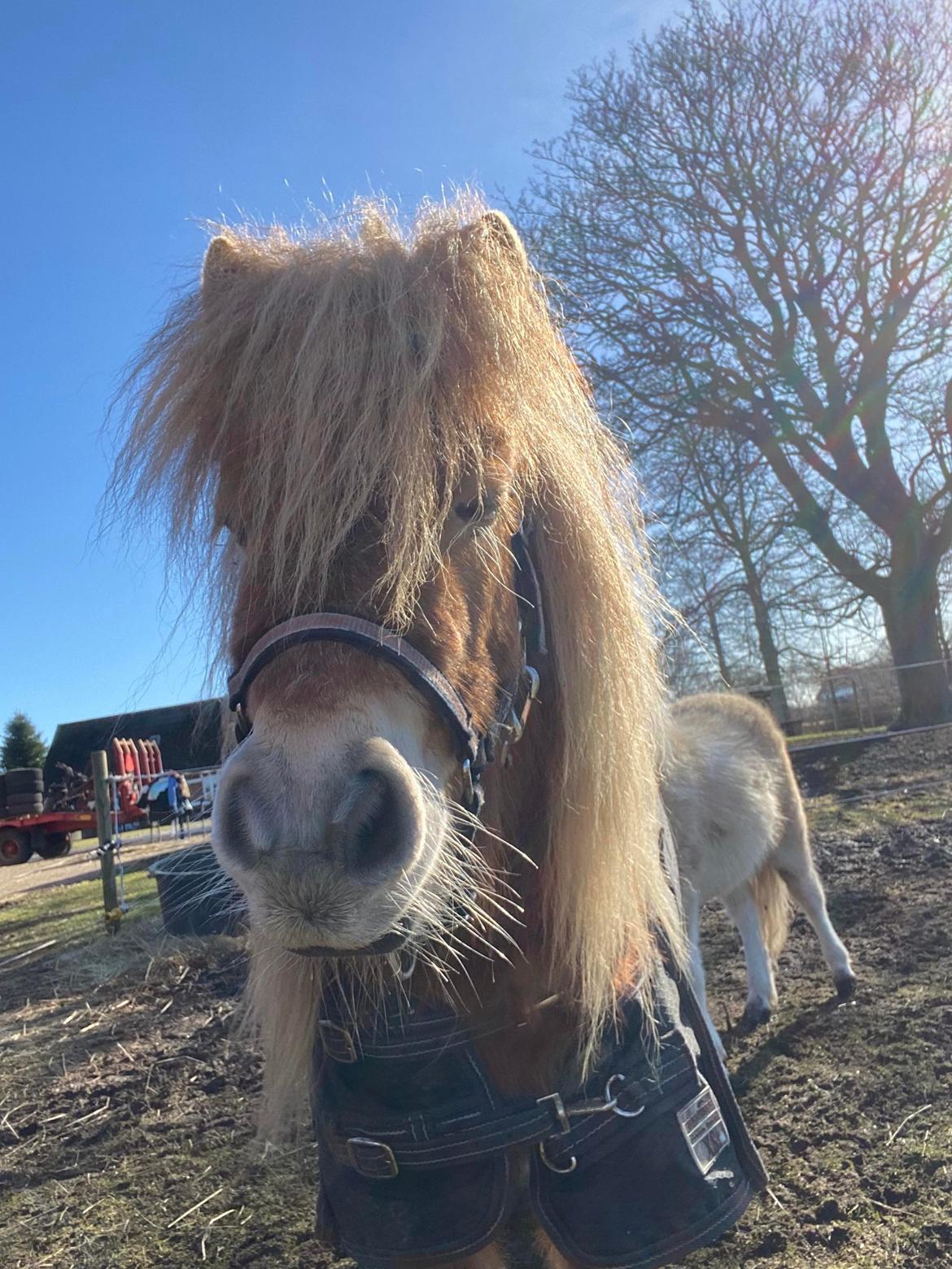 Shetlænder Mischa Van Florisland billede 7