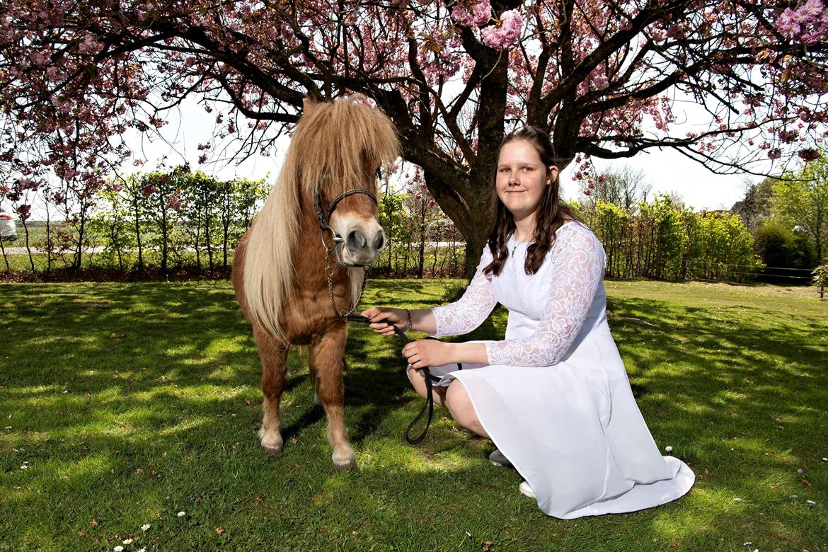 Shetlænder Mischa Van Florisland billede 8