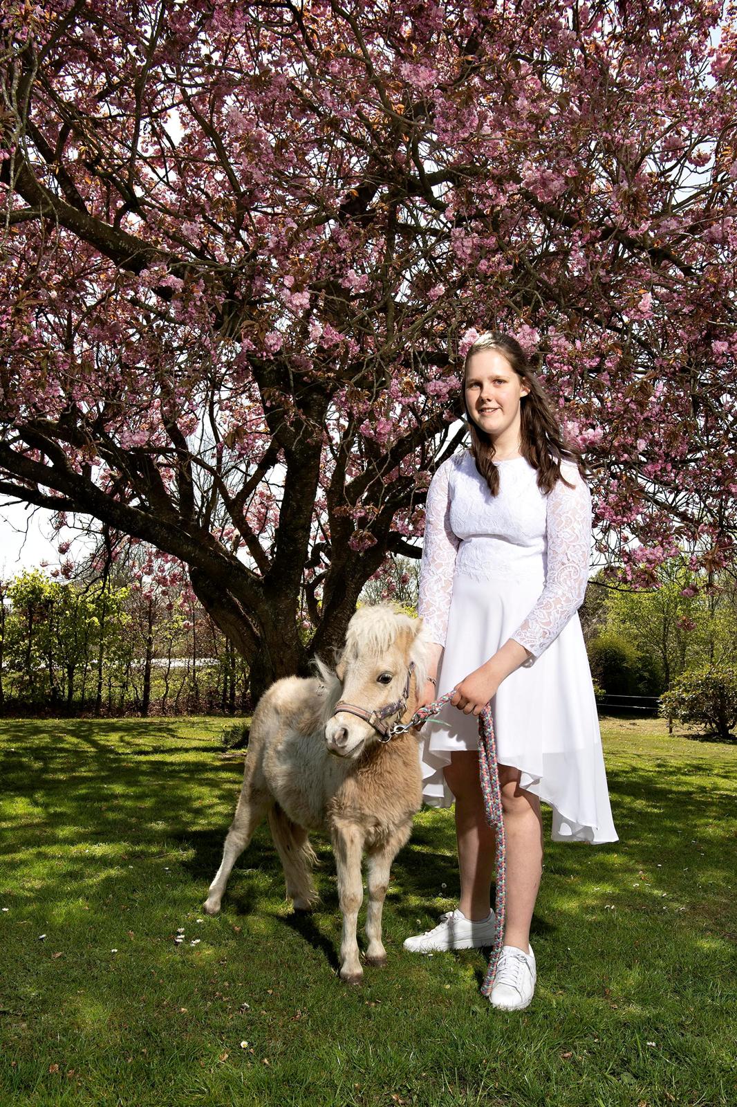 Shetlænder Birkelund,s Nemo billede 6