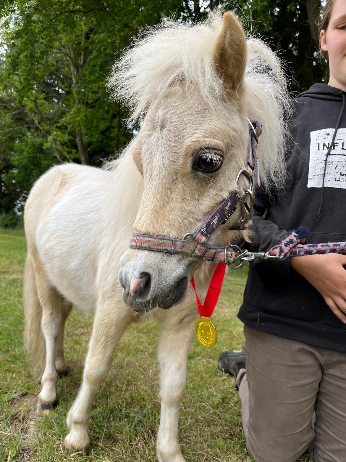 Shetlænder Birkelund,s Nemo billede 7