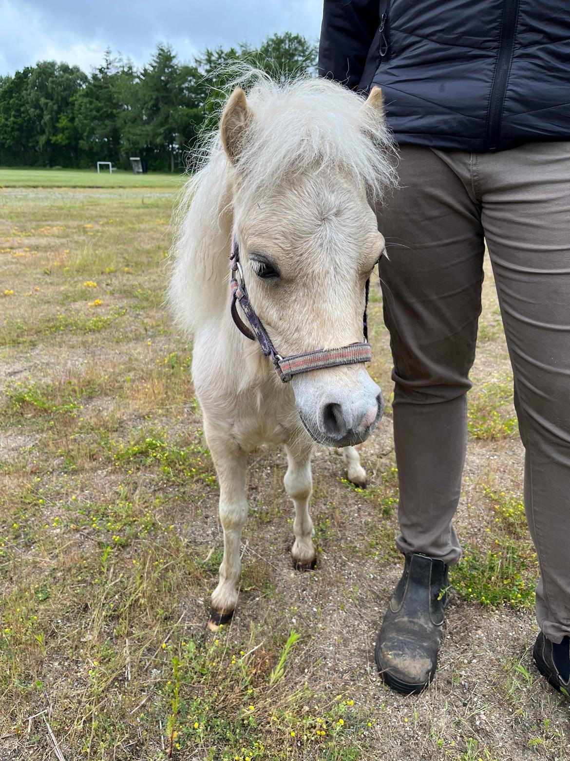 Shetlænder Birkelund,s Nemo billede 8