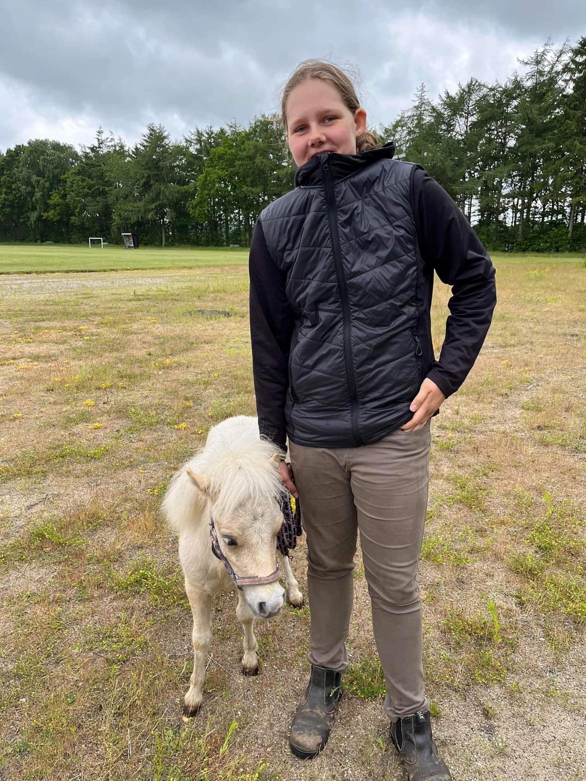 Shetlænder Birkelund,s Nemo billede 9