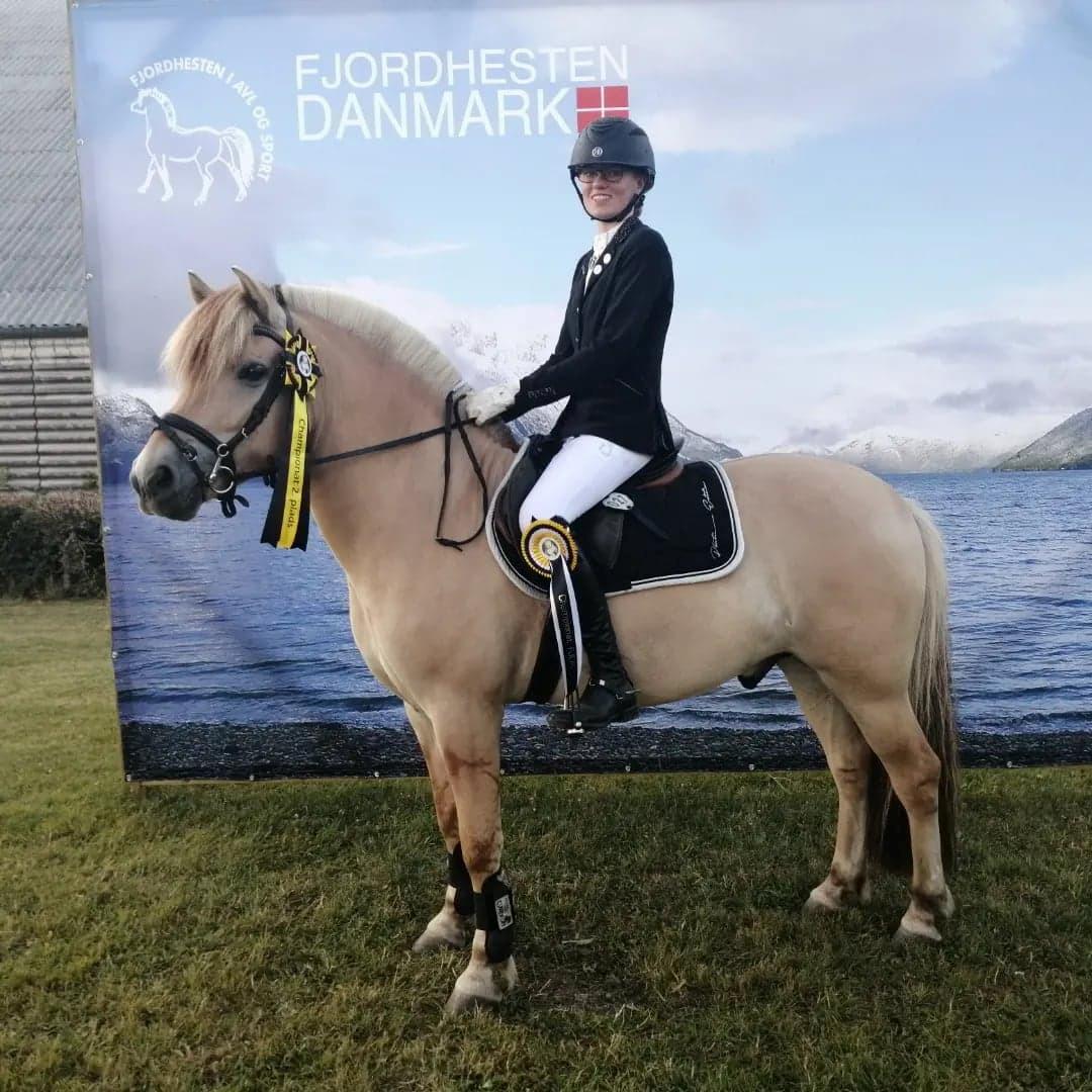 Fjordhest Lille Gilhøjs Alfred - Velkommen til Alfred's Galleri - 2. plads 5års championat billede 1