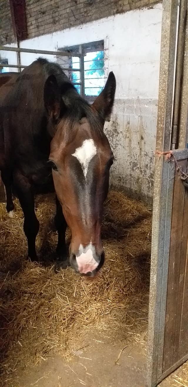 Oldenborg Stald Højgårds Oscar *Oski* billede 15