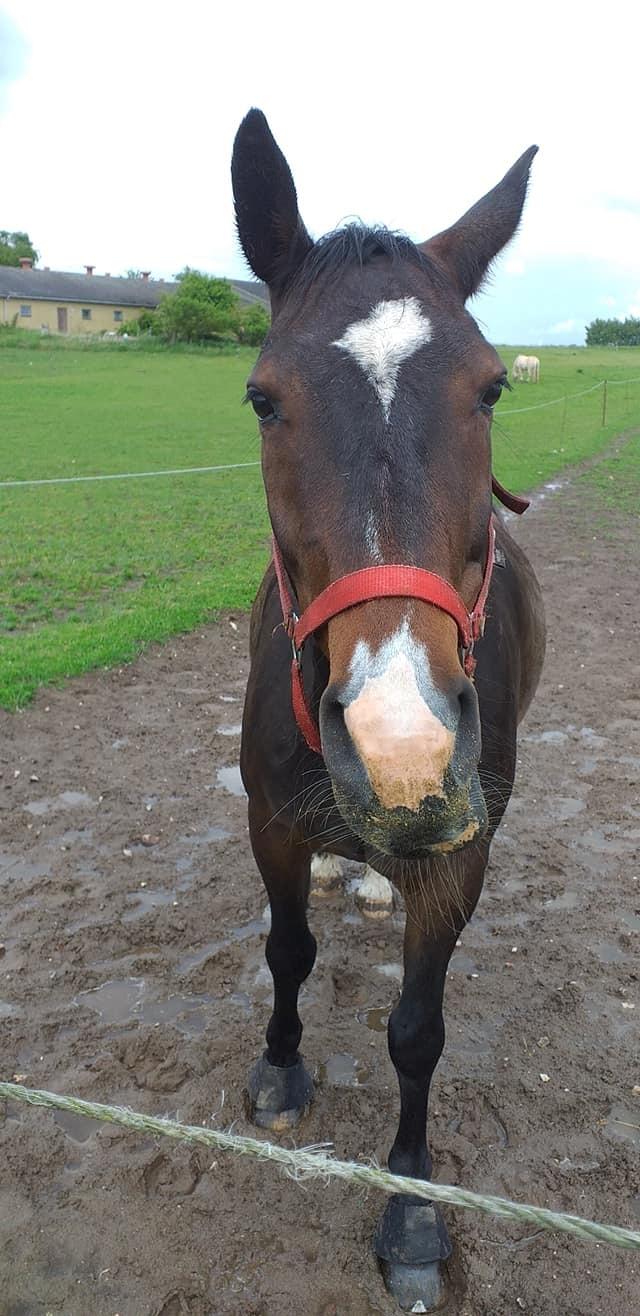 Oldenborg Stald Højgårds Oscar *Oski* billede 16