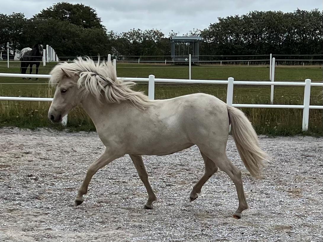 Islænder Sía fra Lundegårde billede 36