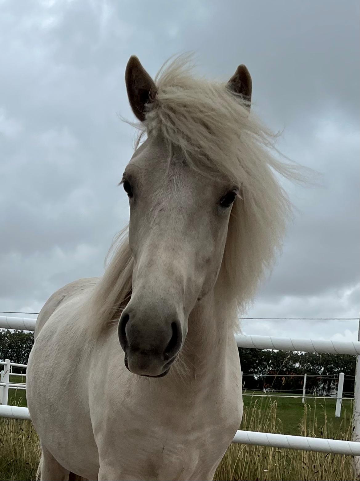Islænder Sía fra Lundegårde billede 35