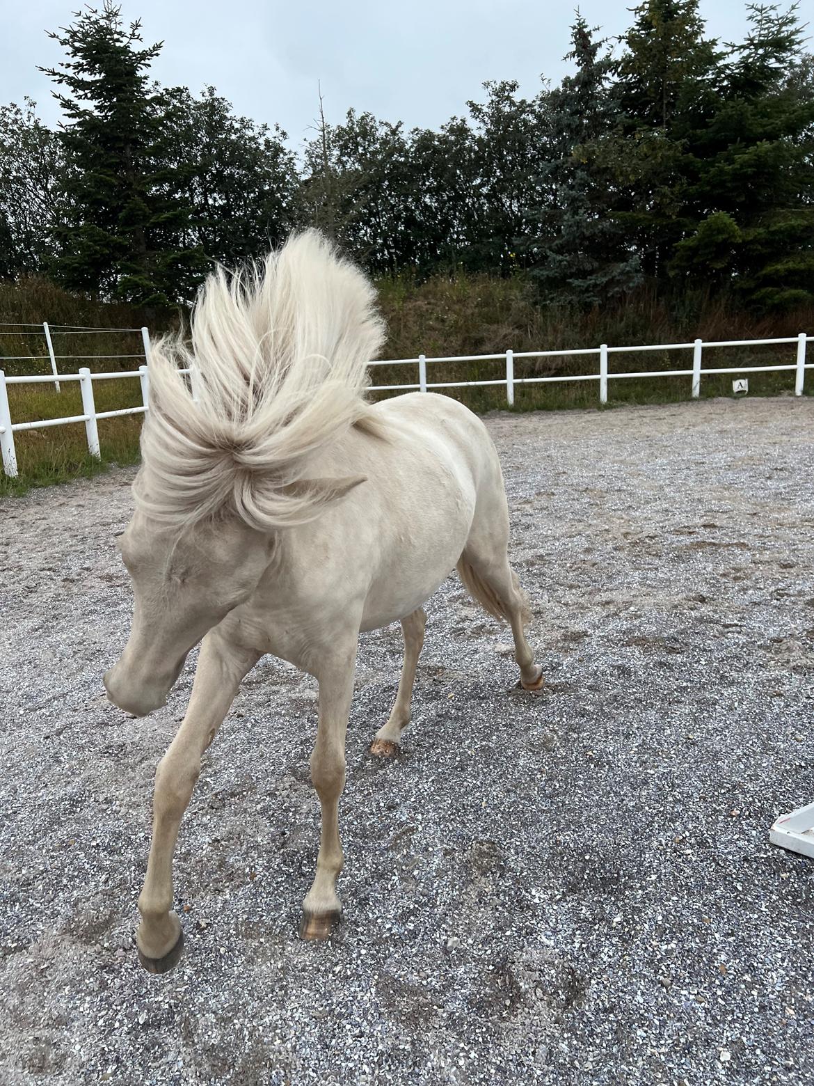 Islænder Sía fra Lundegårde billede 39