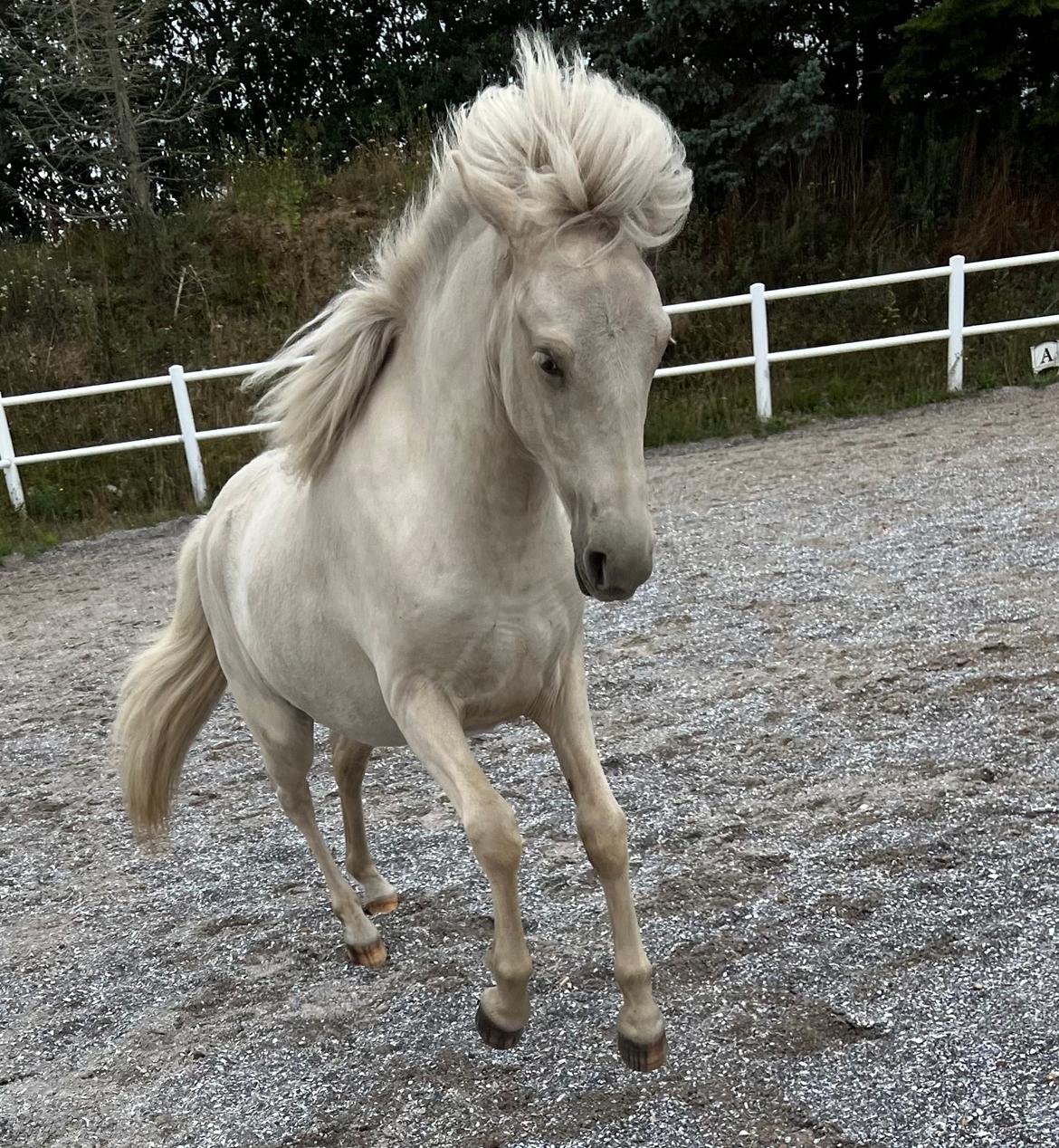 Islænder Sía fra Lundegårde billede 37