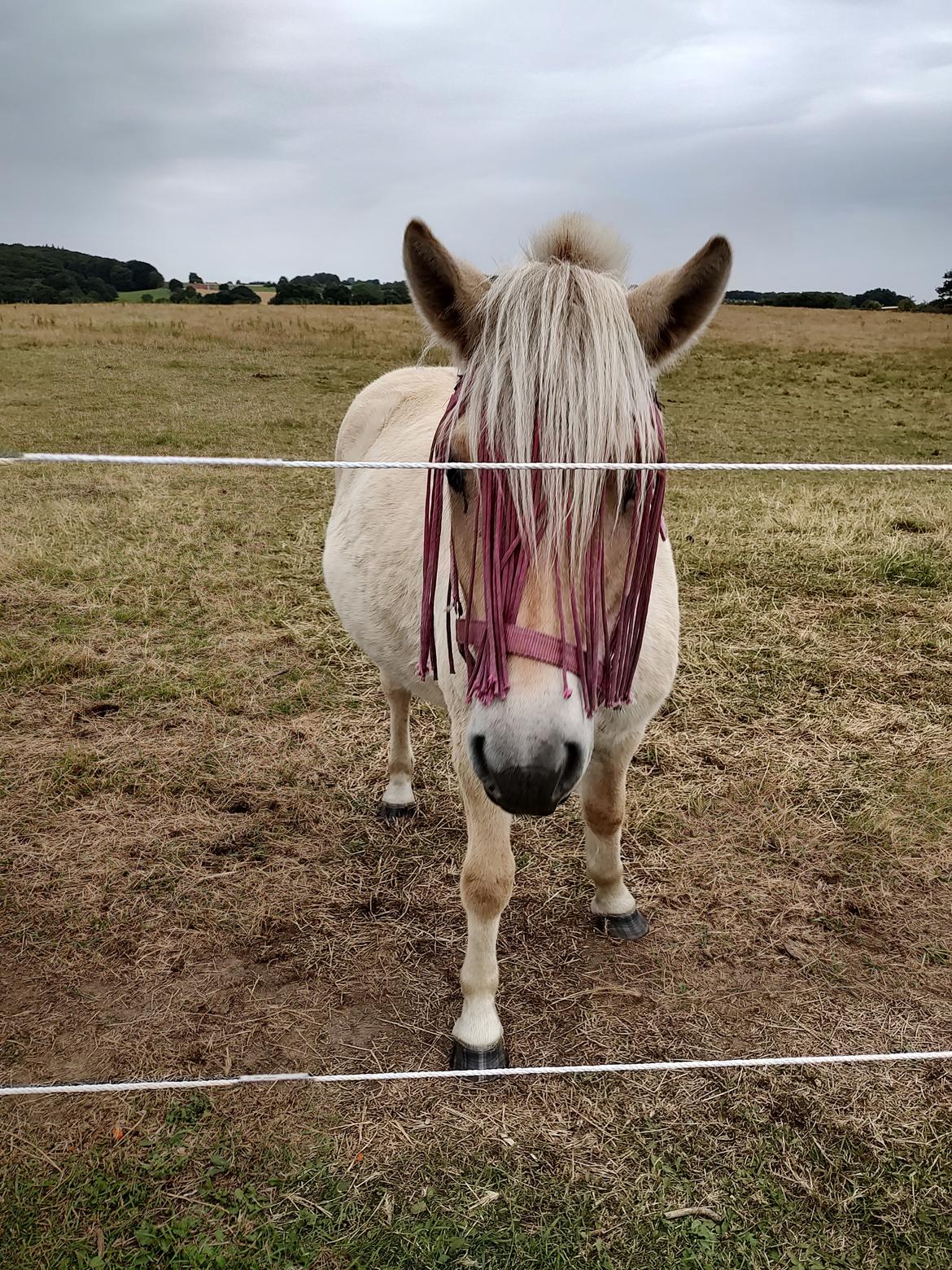 Fjordhest Oblings marco billede 15