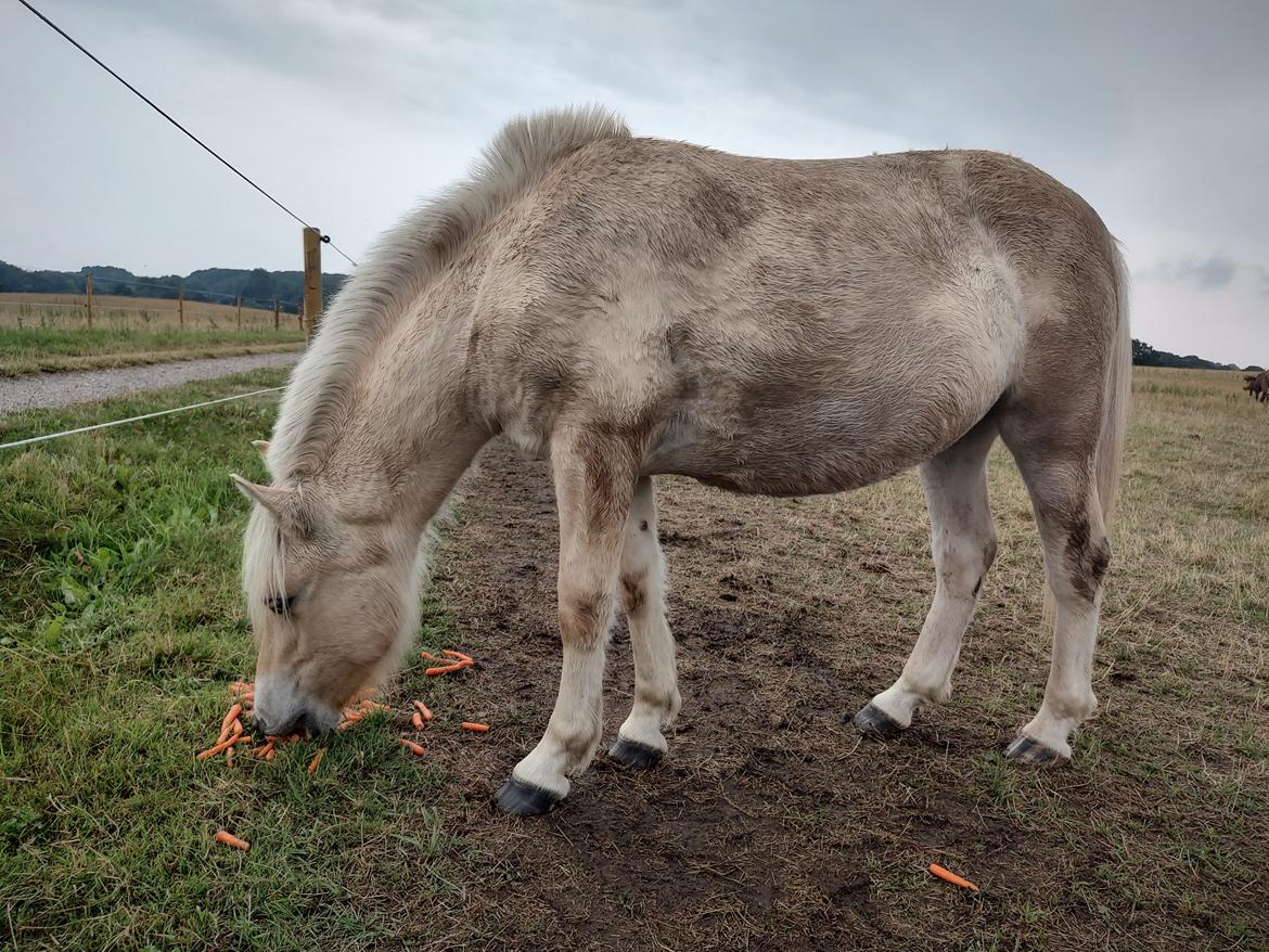 Fjordhest Oblings marco billede 16