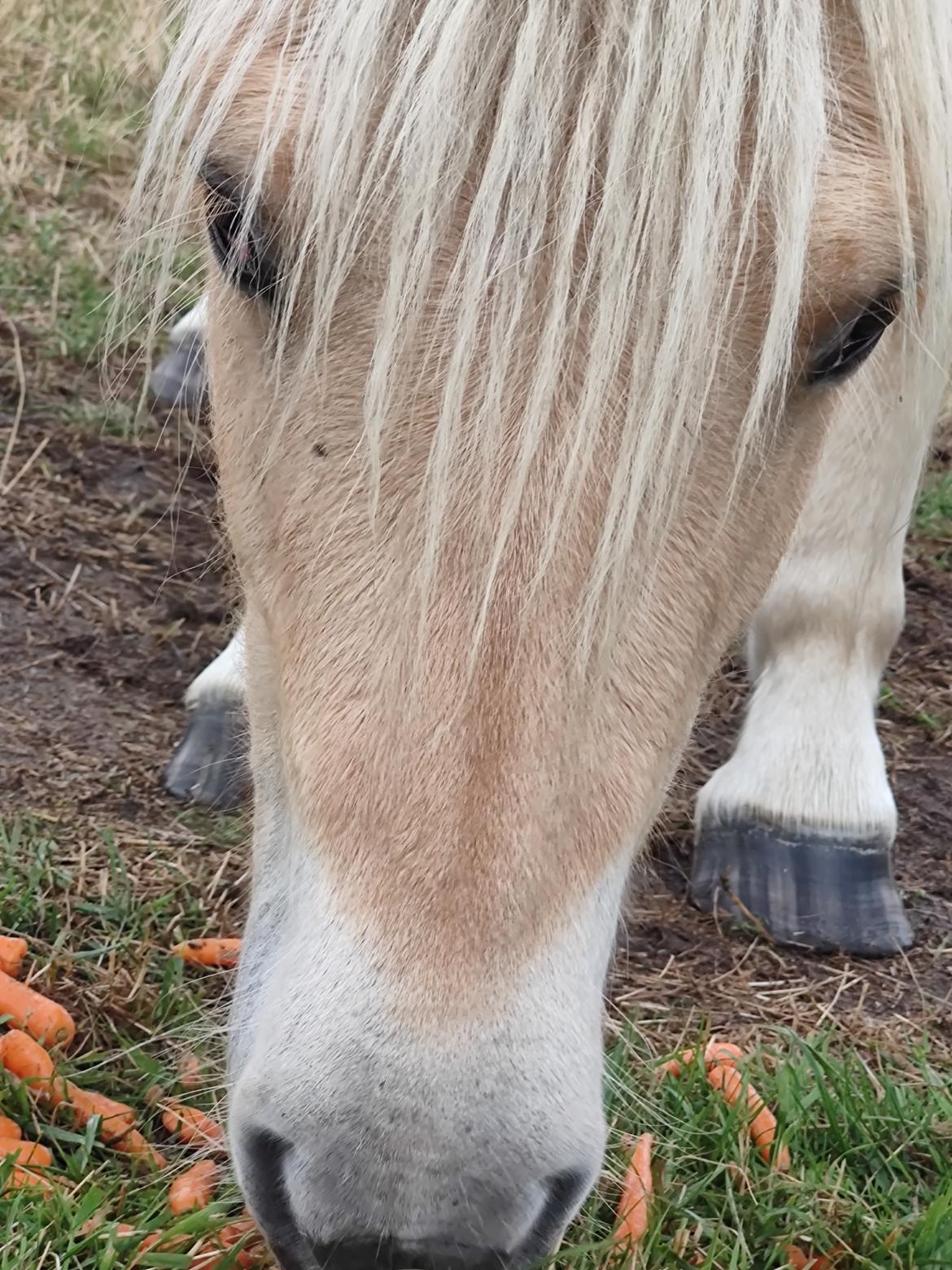 Fjordhest Oblings marco billede 17