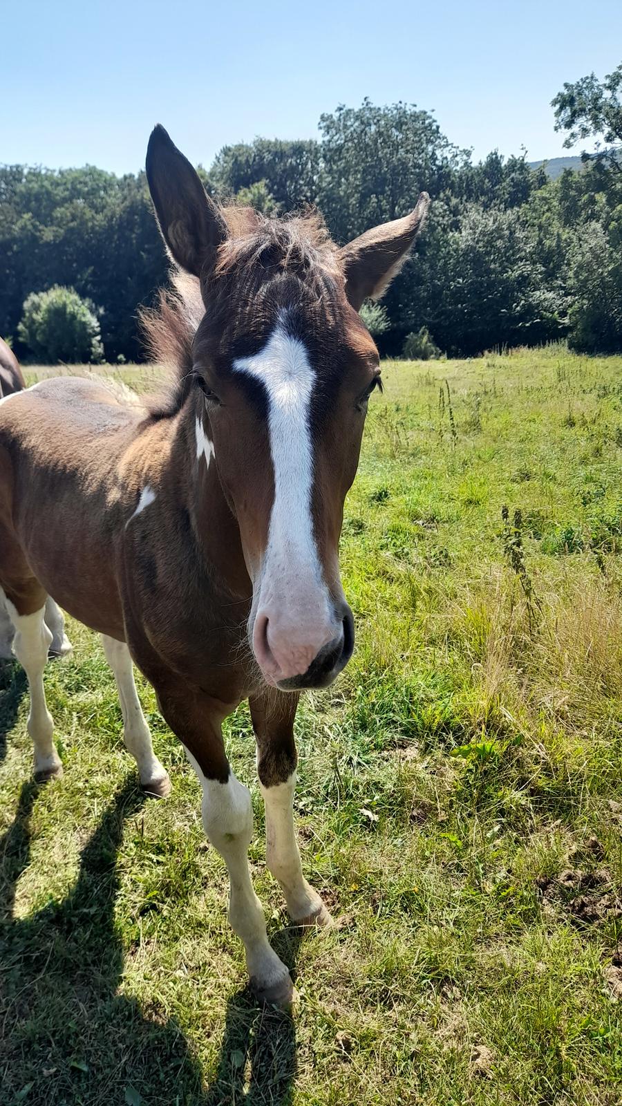 Pinto Søgårds After Eight  billede 5