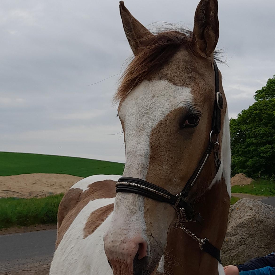 Pinto Søgårds Amaranto  billede 1