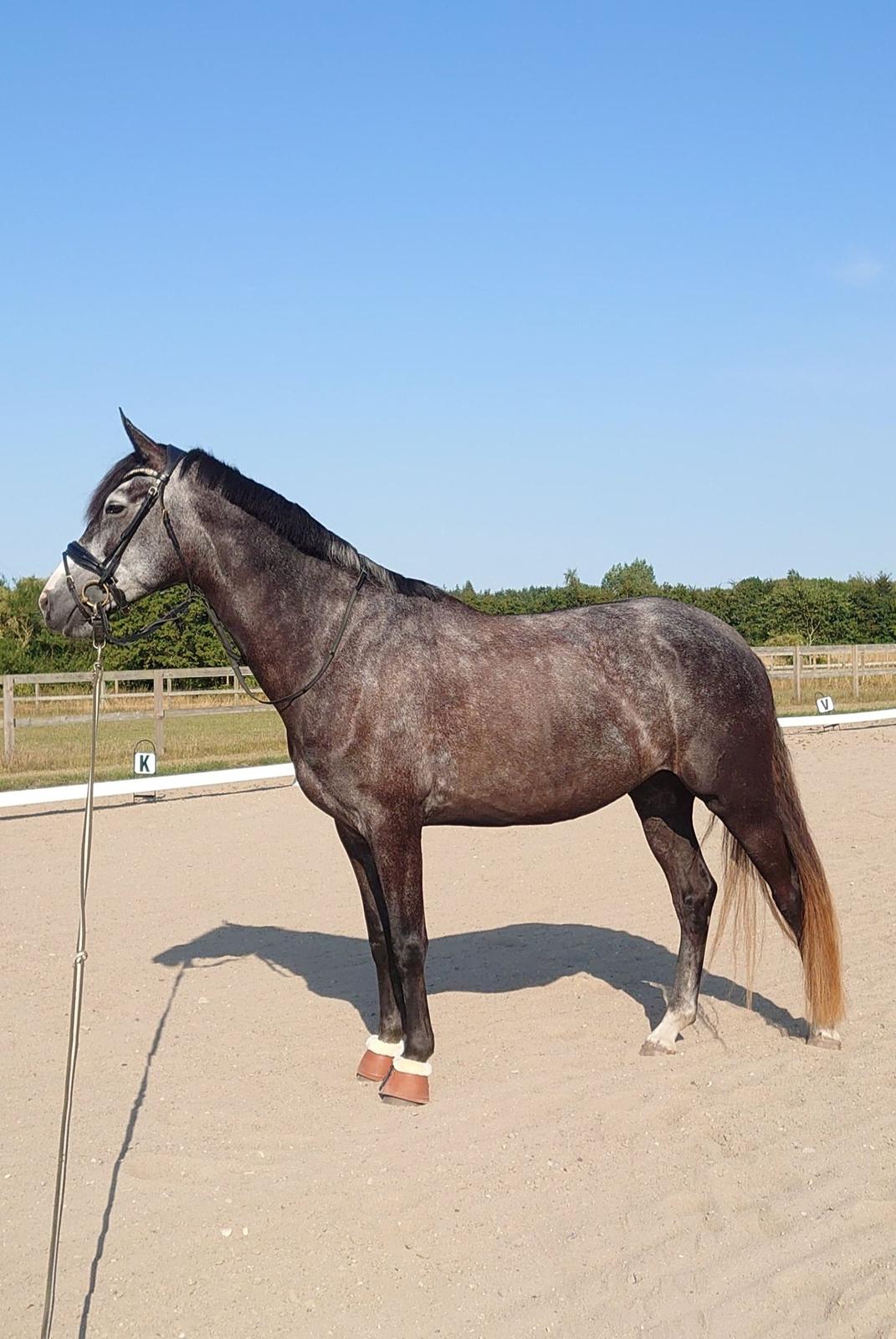 Anden særlig race Adelina(Himmelhest) - august 2022 billede 16