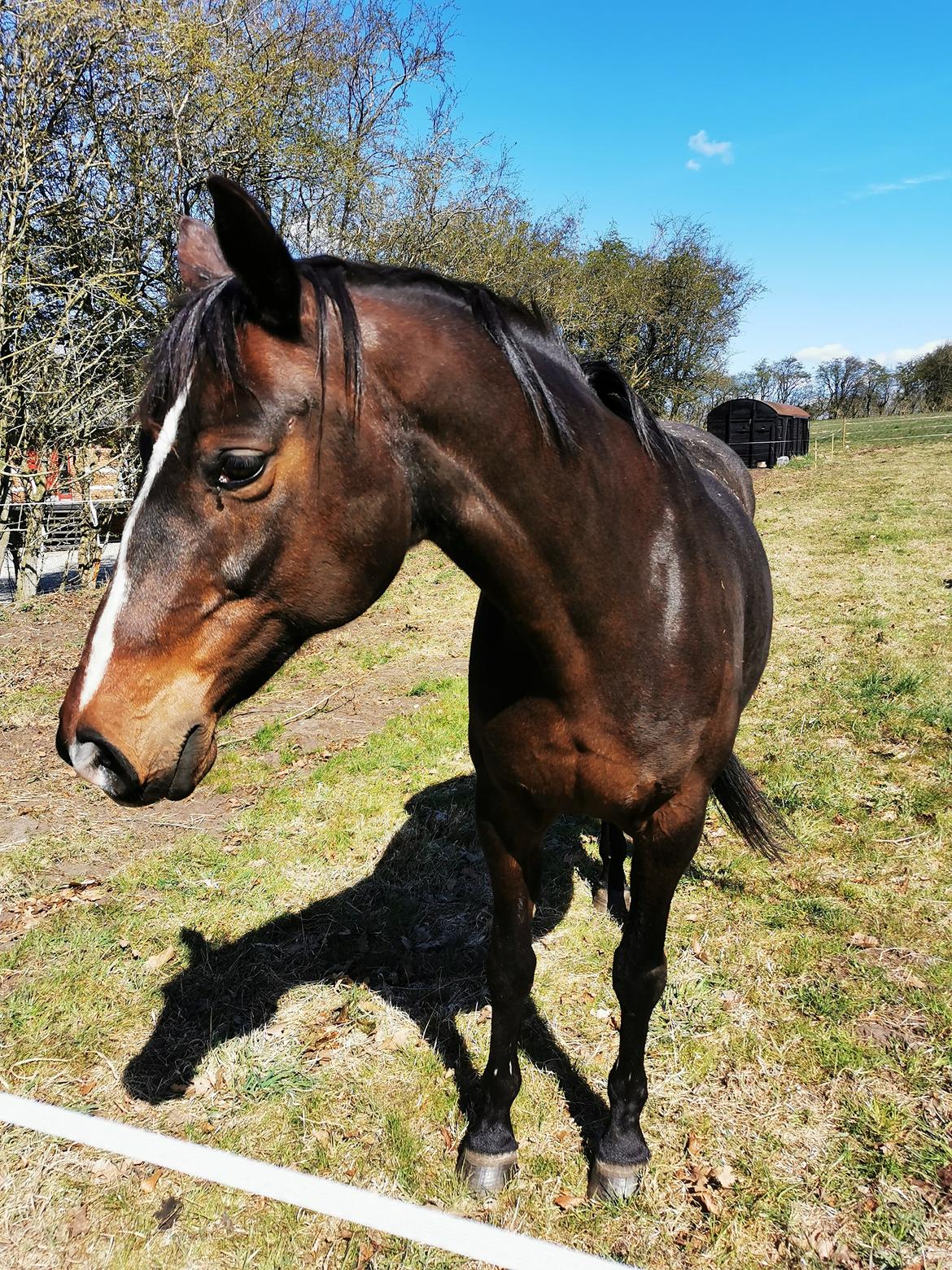 Dansk Varmblod Diva billede 2