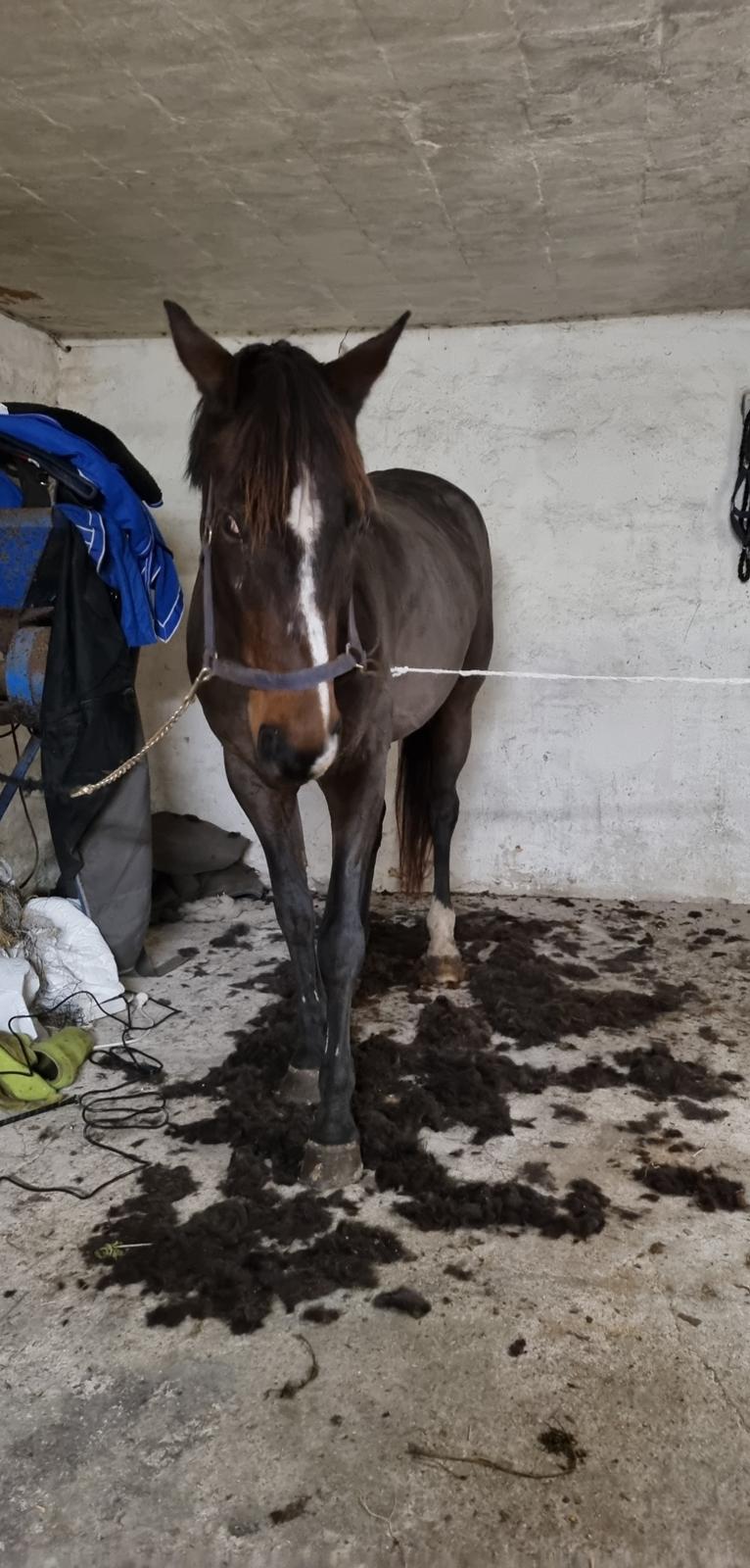 Dansk Varmblod Diva billede 5