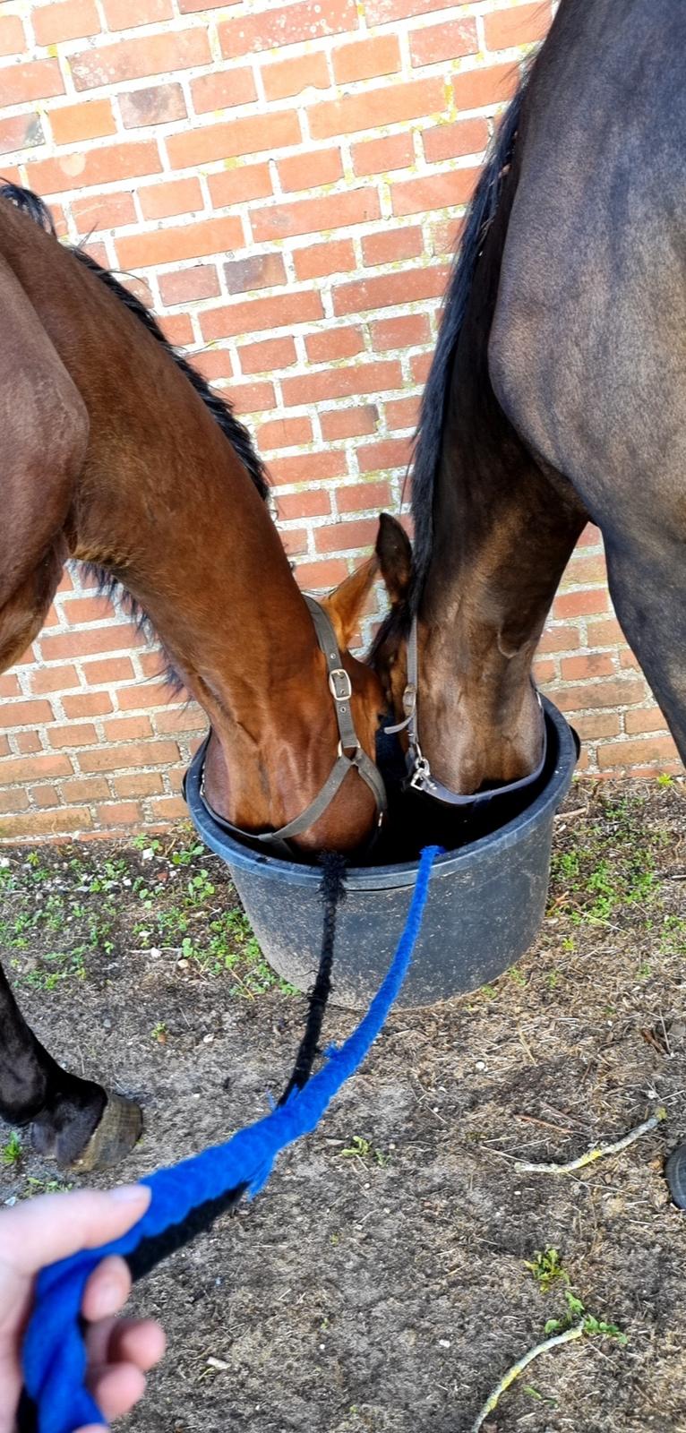 Dansk Varmblod Diva billede 7