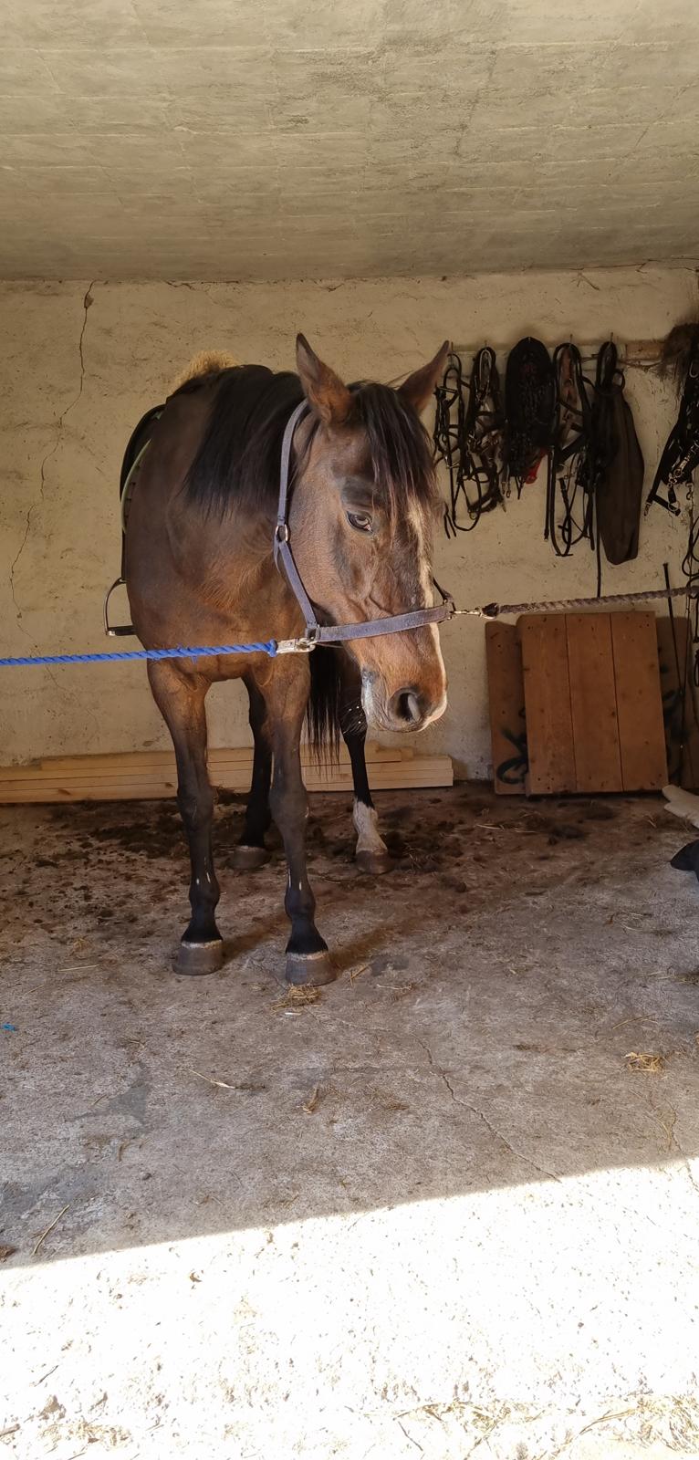 Dansk Varmblod Diva billede 3