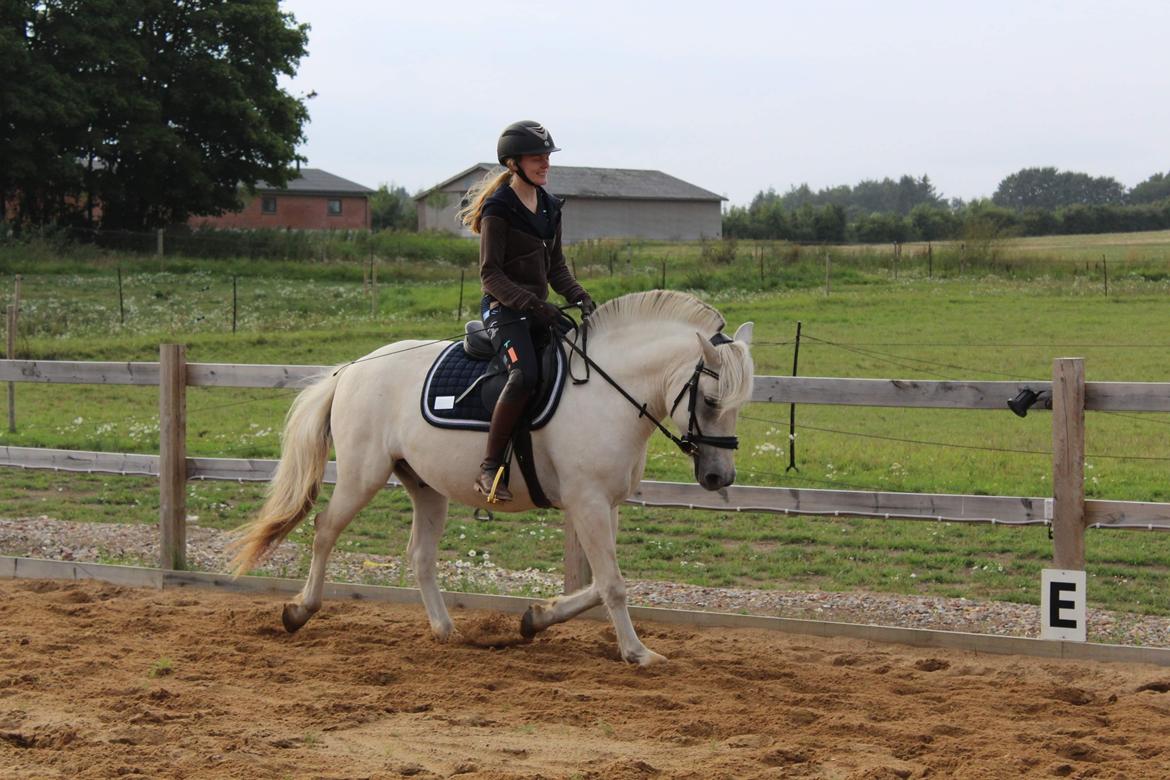 Fjordhest Søndermarkens Frey - Sommeren 2022. billede 12