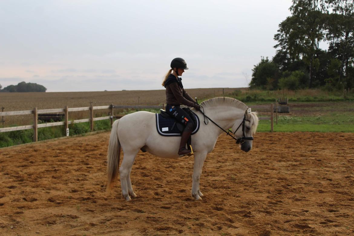 Fjordhest Søndermarkens Frey - Sommeren 2022. Under 10. gang med rytter. billede 13