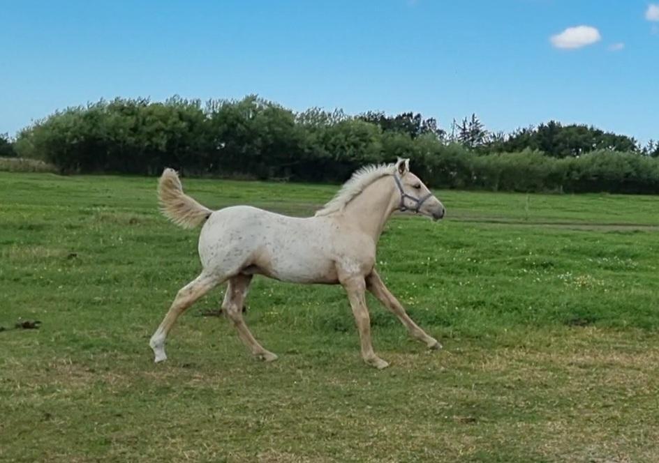 Anden særlig race Keldbækgårds Holger Danske billede 16