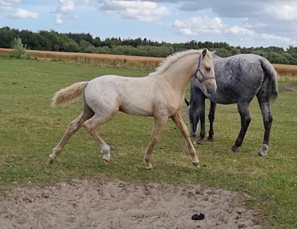 Anden særlig race Keldbækgårds Holger Danske billede 15
