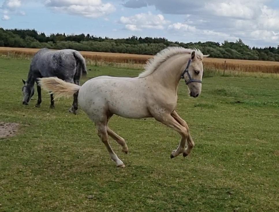 Anden særlig race Keldbækgårds Holger Danske billede 14