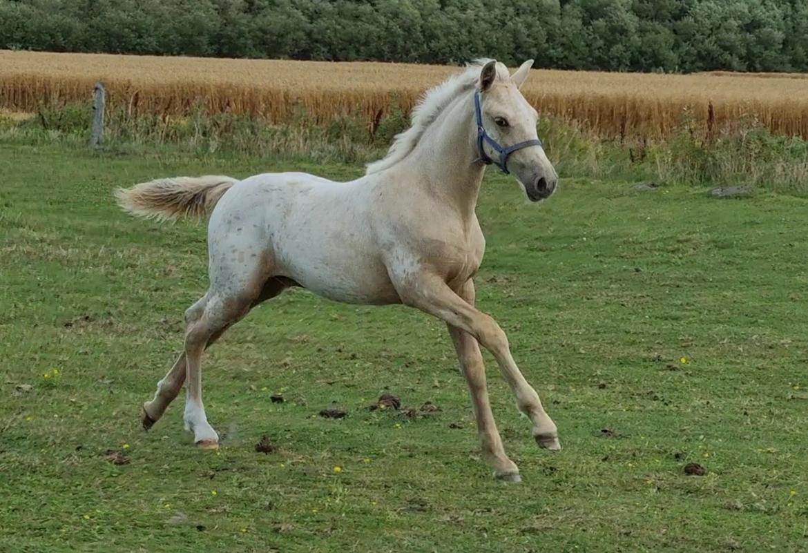 Anden særlig race Keldbækgårds Holger Danske billede 1
