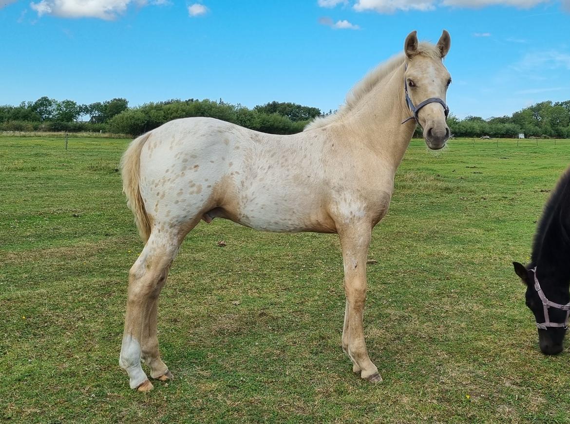 Anden særlig race Keldbækgårds Holger Danske billede 13