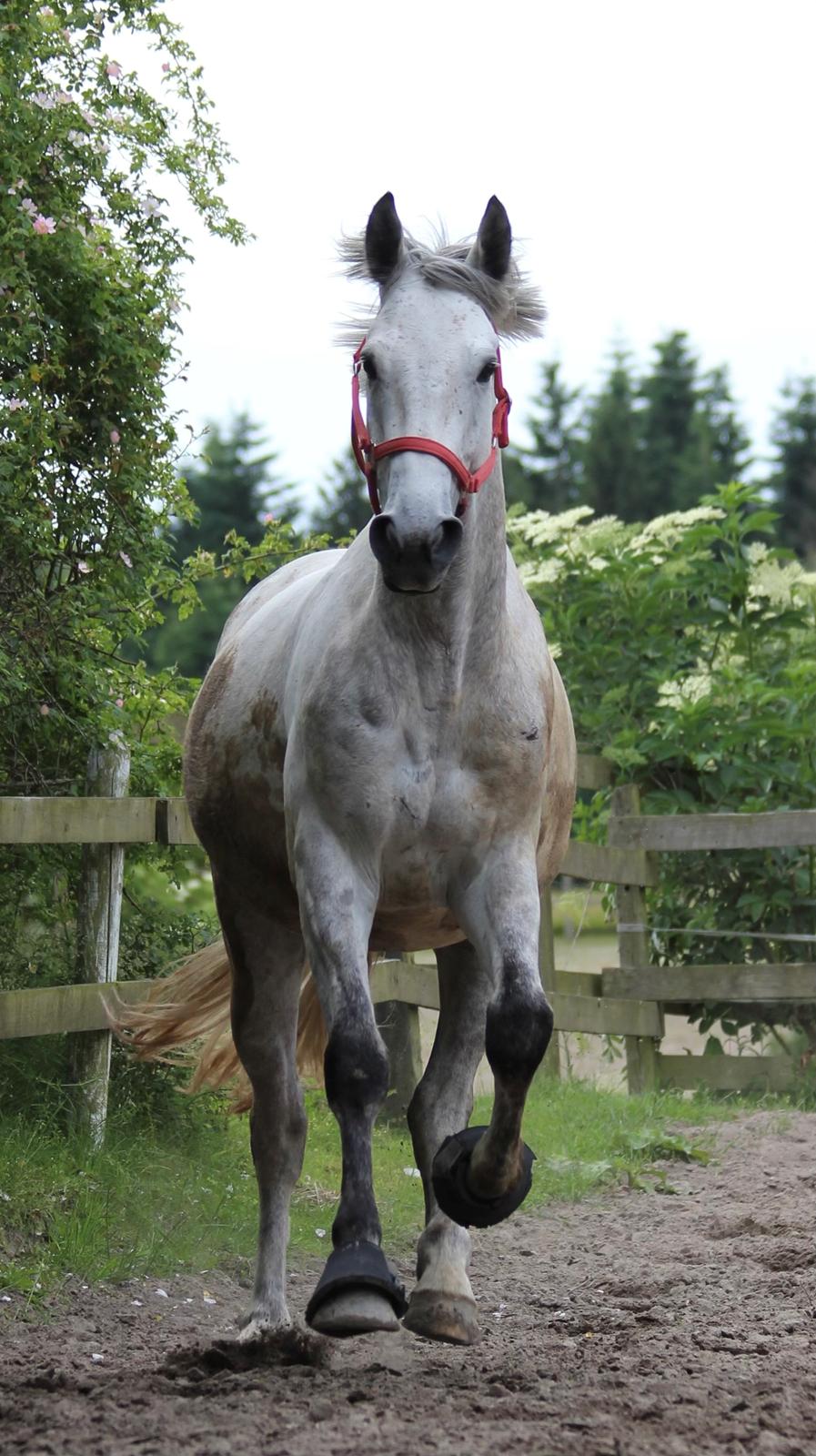 Irsk Sportshest Creagh Cash ( himmelhest d 25/11-24 R.I.P) billede 14