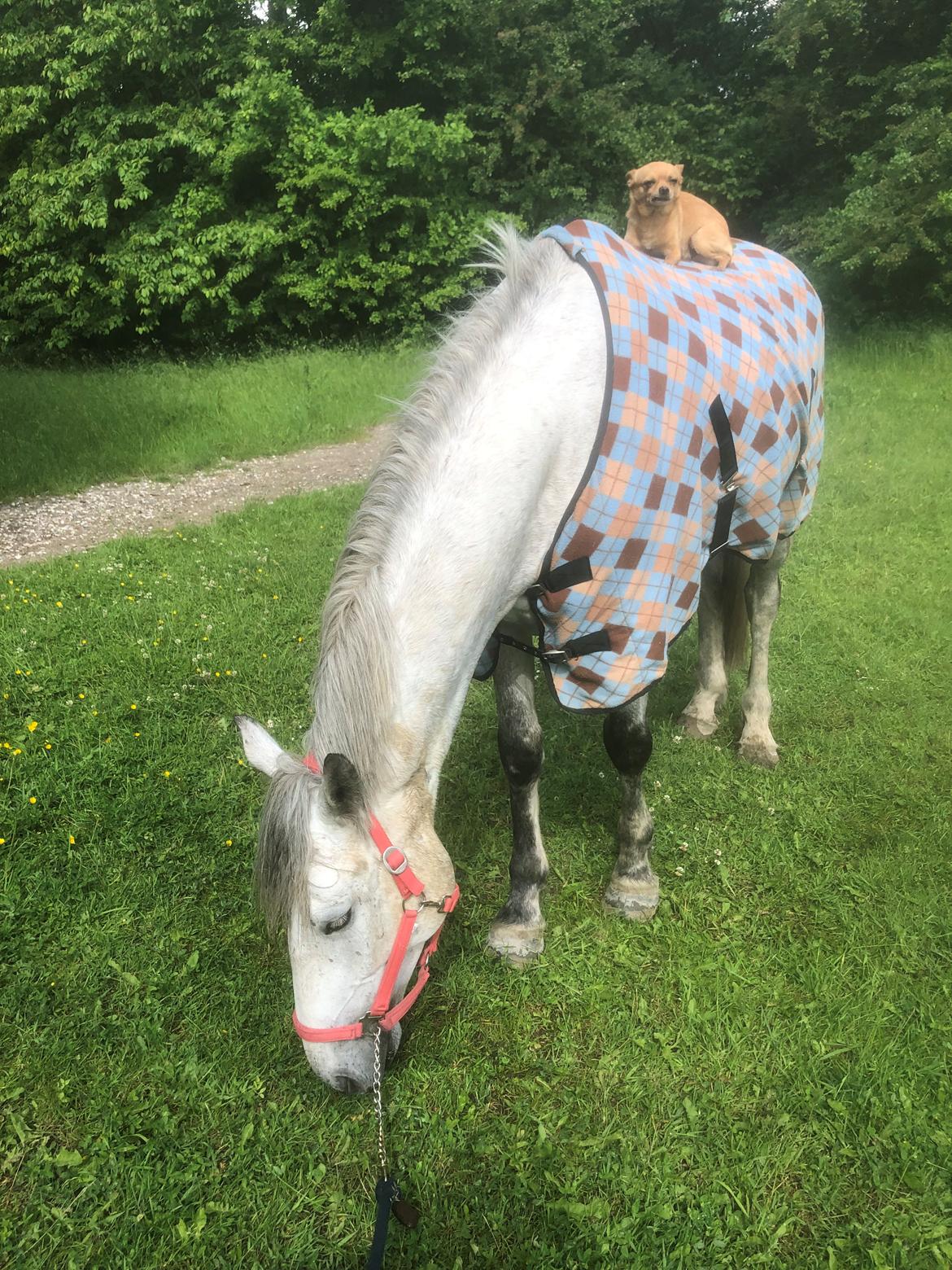Irsk Sportshest Creagh Cash ( himmelhest d 25/11-24 R.I.P) billede 15
